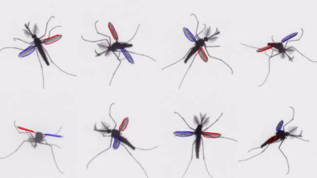 ¿Cómo consiguen volar los mosquitos?