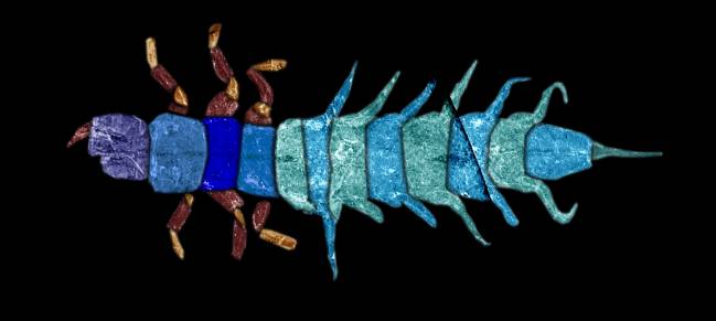 Describen nuevas especies de insectos acuáticos de las antiguas selvas de Australia
