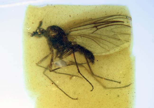 Descubierta una nueva especie de mosca en el ámbar de Teruel 