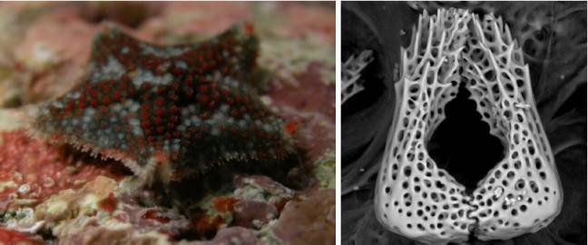 Descubiertas dos nuevas especies de estrellas de mar 