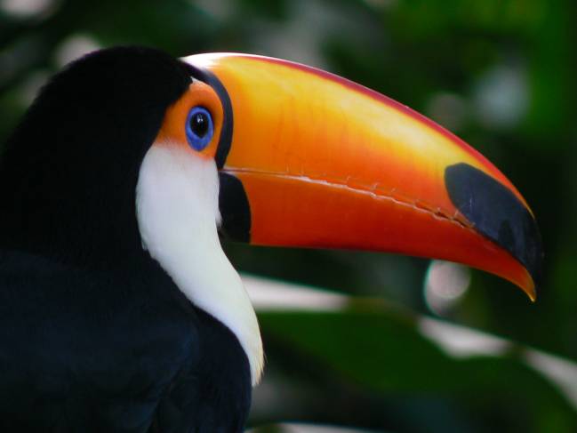 El árbol genealógico de las aves arroja luz sobre su evolución