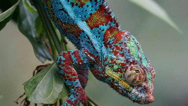El camaleón inspira un nuevo material sintético que se endurece y cambia de color