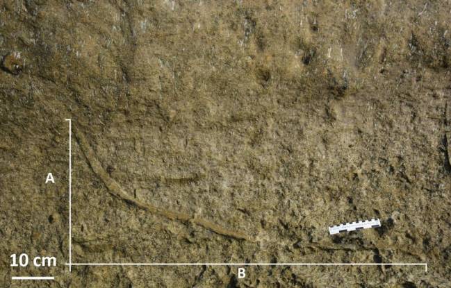 El fondo marino estuvo habitado por gusanos depredadores hasta hace 5,3 millones de años