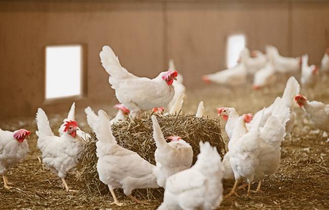 El Gobierno amplía el confinamiento de aves de cría a todas las granjas de España