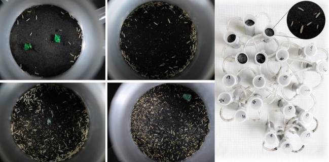 Insectos para confirmar los beneficios de los módulos en las redes  