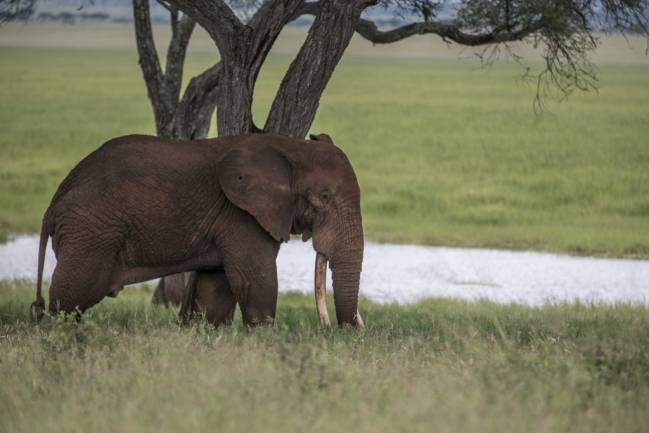 La caza furtiva de elefantes africanos produce pérdidas turísticas millonarias