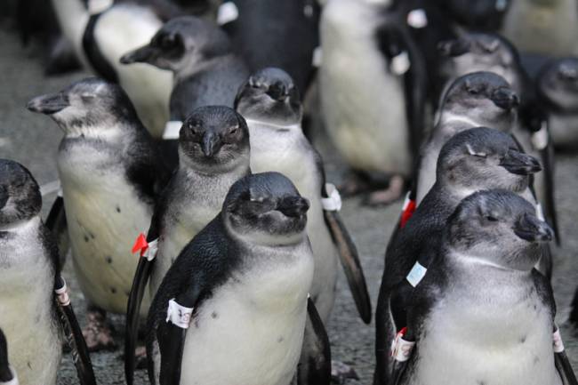 La trampa ecológica que amenaza la supervivencia de los pingüinos