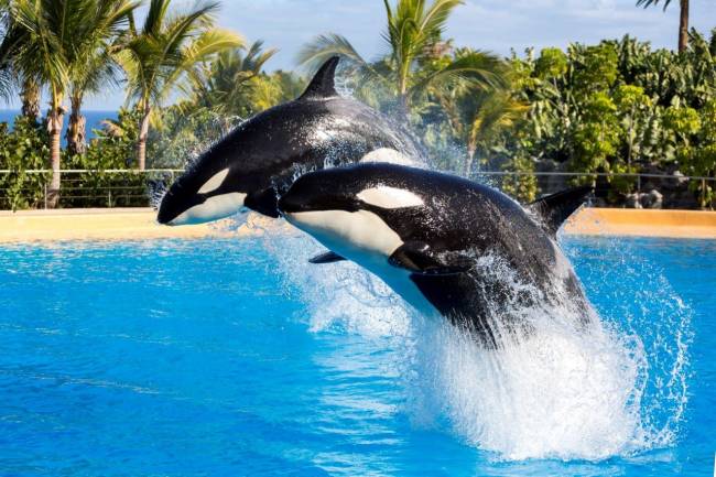 Las orcas ‘asesinas’ son en realidad pacíficas y sensibles