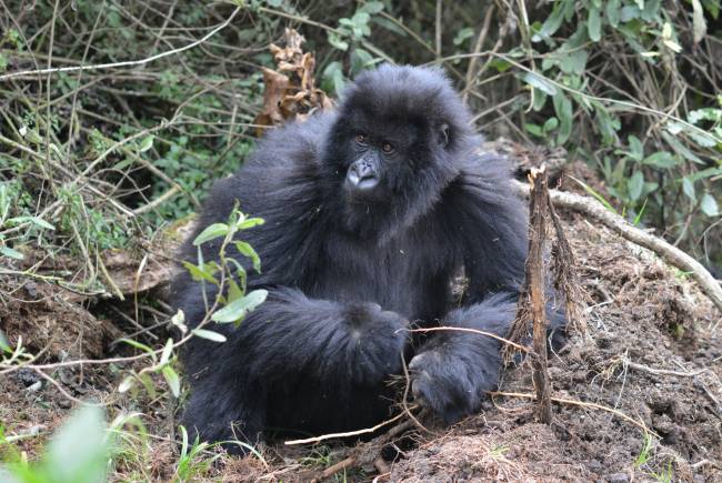 Lo que revelan los gorilas de montaña a través de sus dientes 