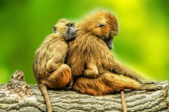 Los babuinos emiten cinco sonidos similares a las vocales humanas