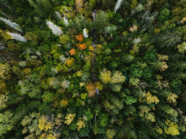 Los bosques mediterráneos liberan compuestos vinculados al tráfico durante las olas de calor 