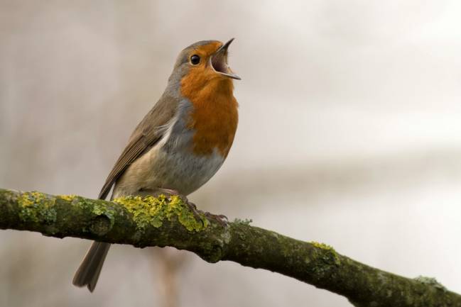 ¿Por qué nos gusta el canto de algunos pájaros y el de otros no?