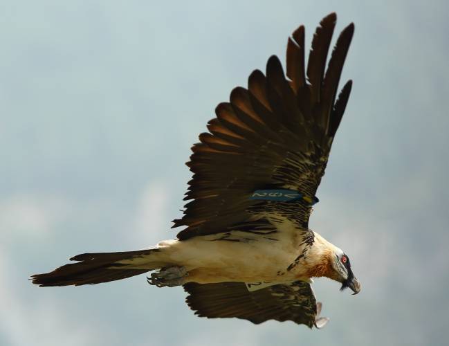 Primer trío entre dos hembras y un macho de quebrantahuesos del Pirineo