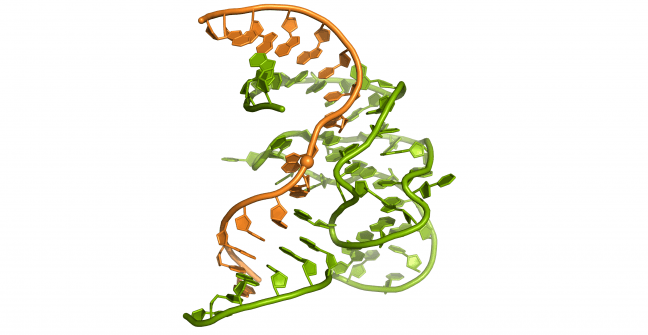 Primera estructura en 3D de la cara enzimática del ADN