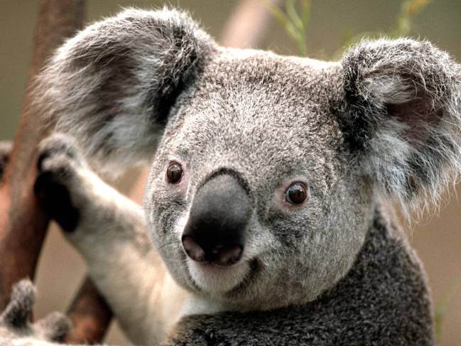Salvar a los koalas es posible a través de su genoma