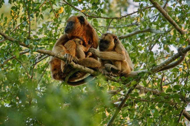 Un algoritmo de IA identifica especies arbóreas en la Amazonia