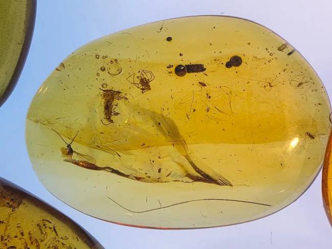 Una serie de ámbares fósiles revelan cómo era la vida de las hormigas en el Cretácico
