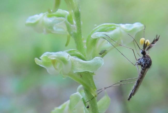 A los mosquitos les gustan las flores tanto como los humanos