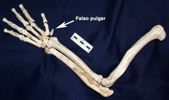 Aclaran cómo se defendía una rara especie de carnívoro que habitaba España hace nueve millones de años  