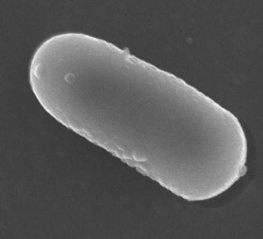 Adaptan bacterias lácticas con interés probiótico para que sobrevivan a la digestión 