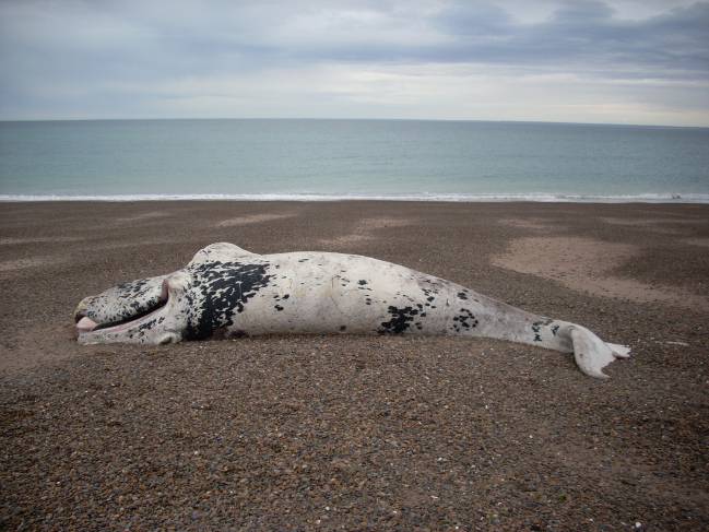 Algas tóxicas tras el misterio de las muertes de ballenas en Argentina