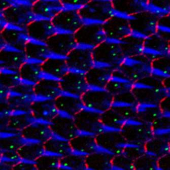 Células epiteliales de Drosophila