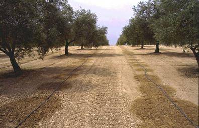Algunas variedades del olivo se pueden regar con aguas salinas