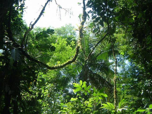 Imagen de la Estación Biológica La Selva en Costa Rica