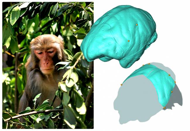 Analizan la anatomía parietal del cerebro de los monos del viejo mundo