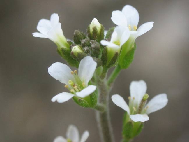  Analizan la respuesta de las plantas ante el ataque de patógenos