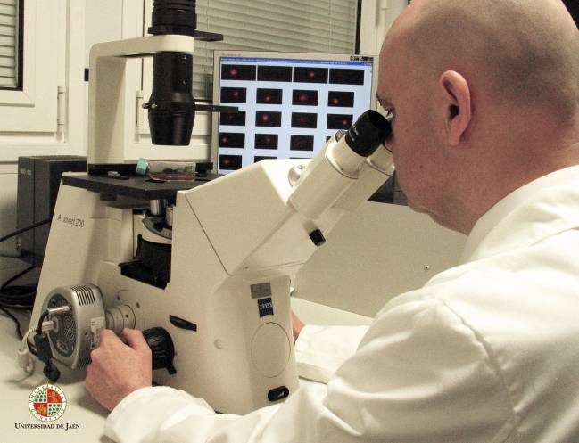 Analizan las propiedades beneficiosas de cuatro compuestos del aceite de oliva virgen