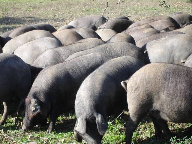 Cerdos ibéricos. Imagen: DiCYT.  