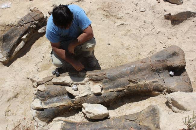 Aparece en Teruel el fémur de dinosaurio más grande de Europa