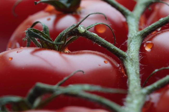Aroma del tomate para proteger cultivos frente a patógenos y sequías 