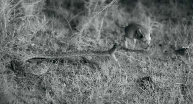 Así ataca la serpiente de cascabel en su hábitat natural