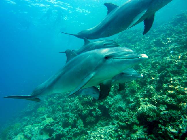 Así bucean en realidad los mamíferos marinos