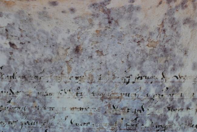 Así colonizaron las bacterias en el siglo XIII un documento de canonización