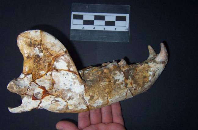 Así convivieron osos y humanos hace dos millones de años en Dmanisi