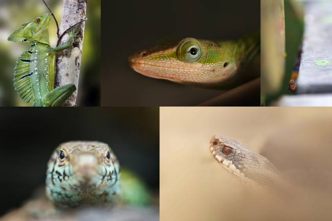Así evolucionaron las glándulas para la comunicación entre reptiles