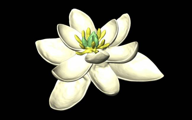 Así fue la primera flor 