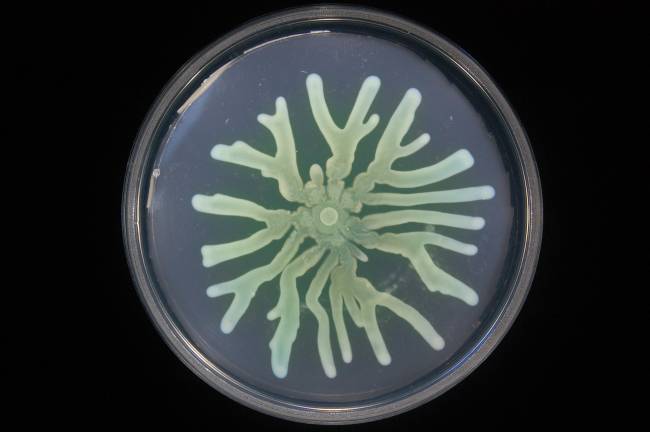 Así mejoran su supervivencia las bacterias resistentes a antibióticos