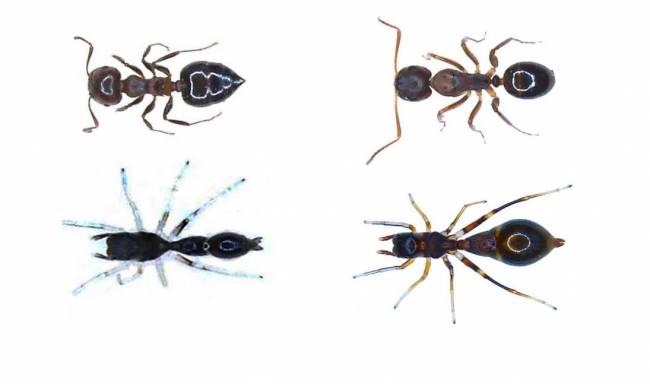 Así se disfraza una araña de hormiga para evitar ser devorada