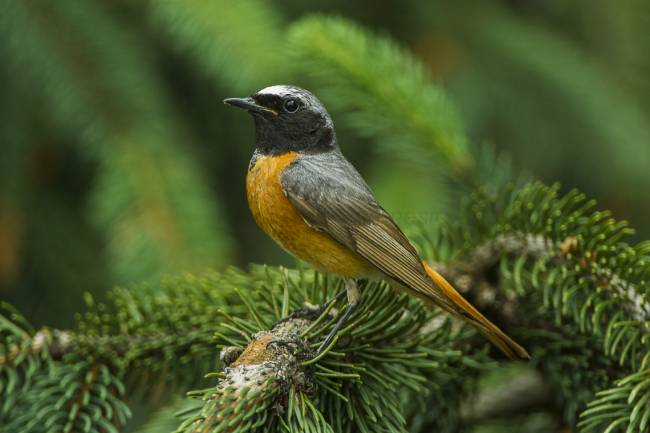 Aves migratorias dispersan semillas a larga distancia