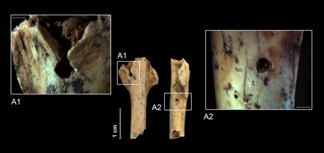 Aves rapaces y pequeños mamíferos compartieron cuevas con los neandertales 