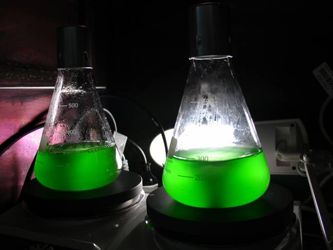 Bacterias marinas se hicieron ‘low cost’ para aprovechar aguas con menos recursos