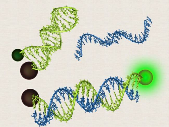 Reconstrucción de una baliza molecular. 
