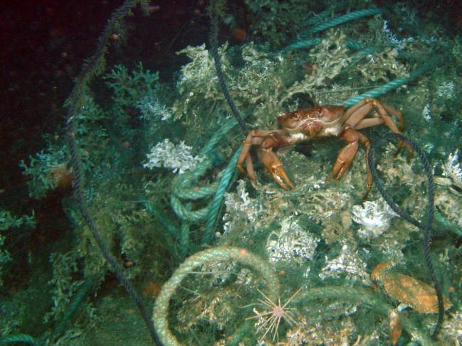 Cambio climático, explotación y contaminación amenazan los fondos marinos 