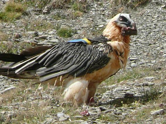 Casi el 50% de las parejas reproductoras de quebrantahuesos de Aragón logran que sus pollos sobrevivan y vuelen 