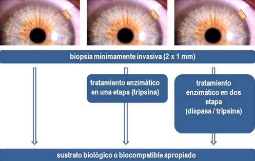 Células madre para tratar enfermedades oculares