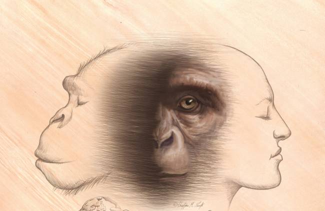 Chimpancés y humanos comparten un ancestro común que vivió a finales del Mioceno
